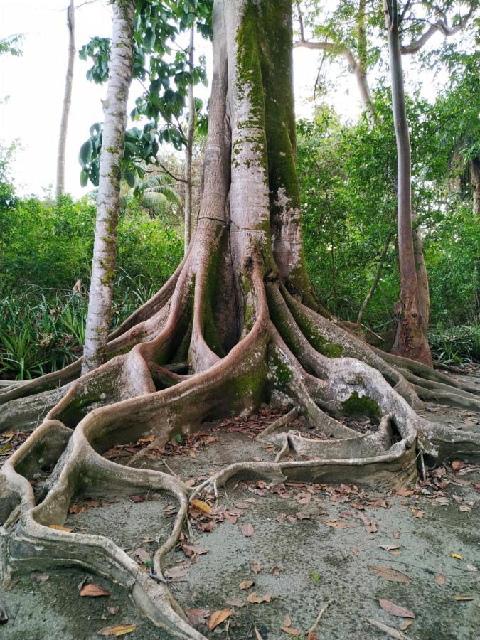 Four Monkeys Eco Lodge Jungle & Beach - The House Cabo Matapalo المظهر الخارجي الصورة