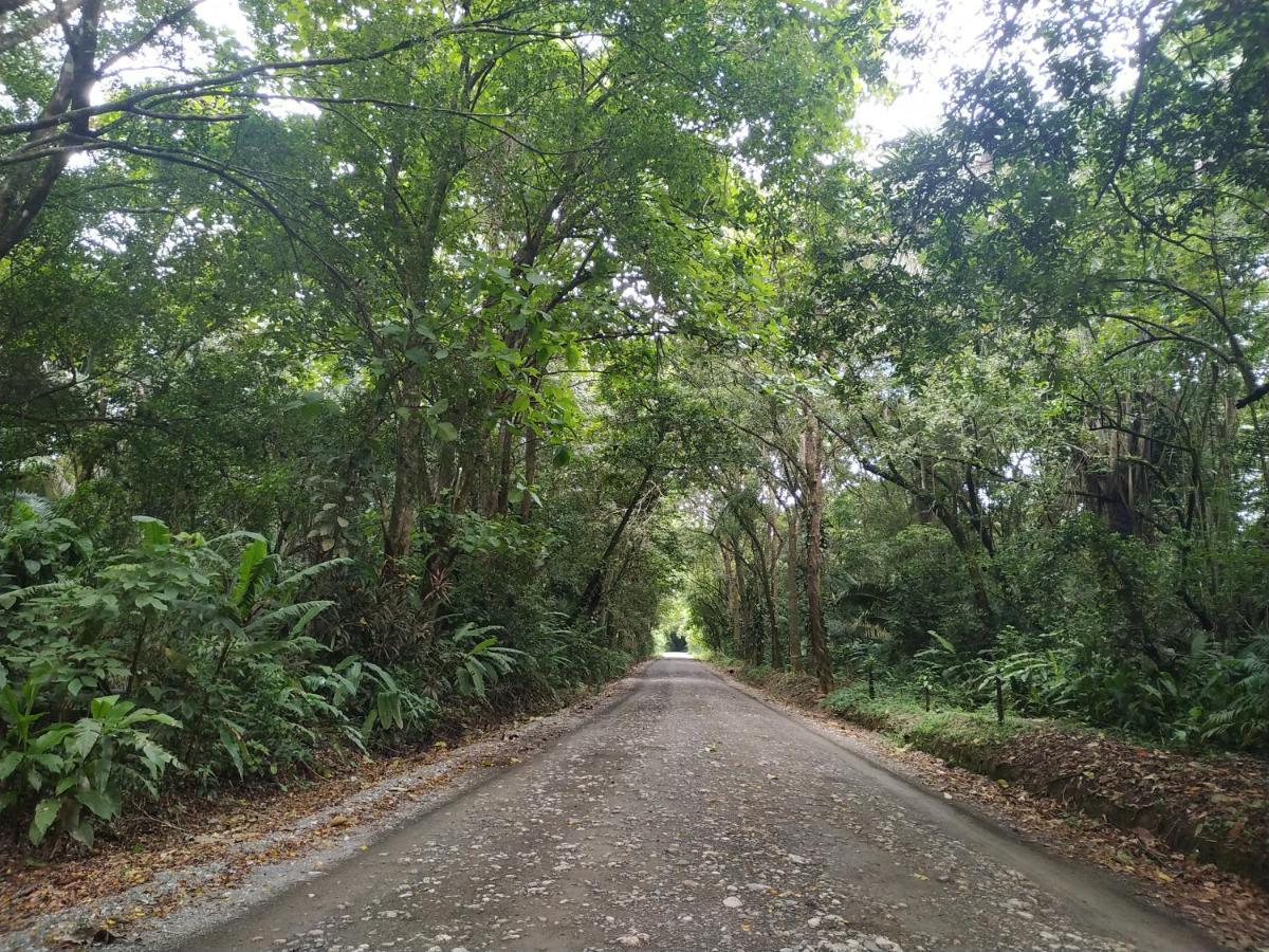Four Monkeys Eco Lodge Jungle & Beach - The House Cabo Matapalo المظهر الخارجي الصورة