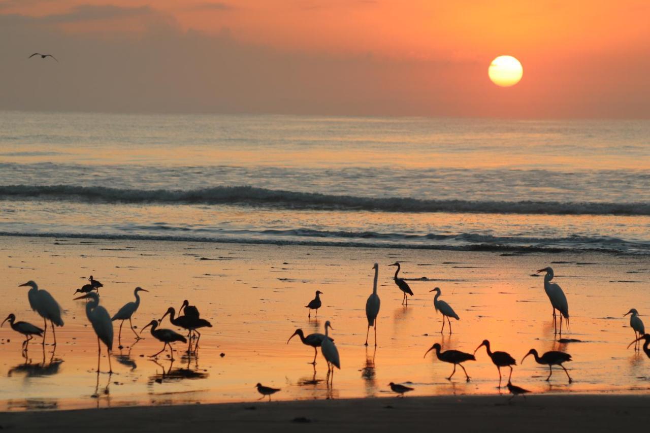 Four Monkeys Eco Lodge Jungle & Beach - The House Cabo Matapalo المظهر الخارجي الصورة