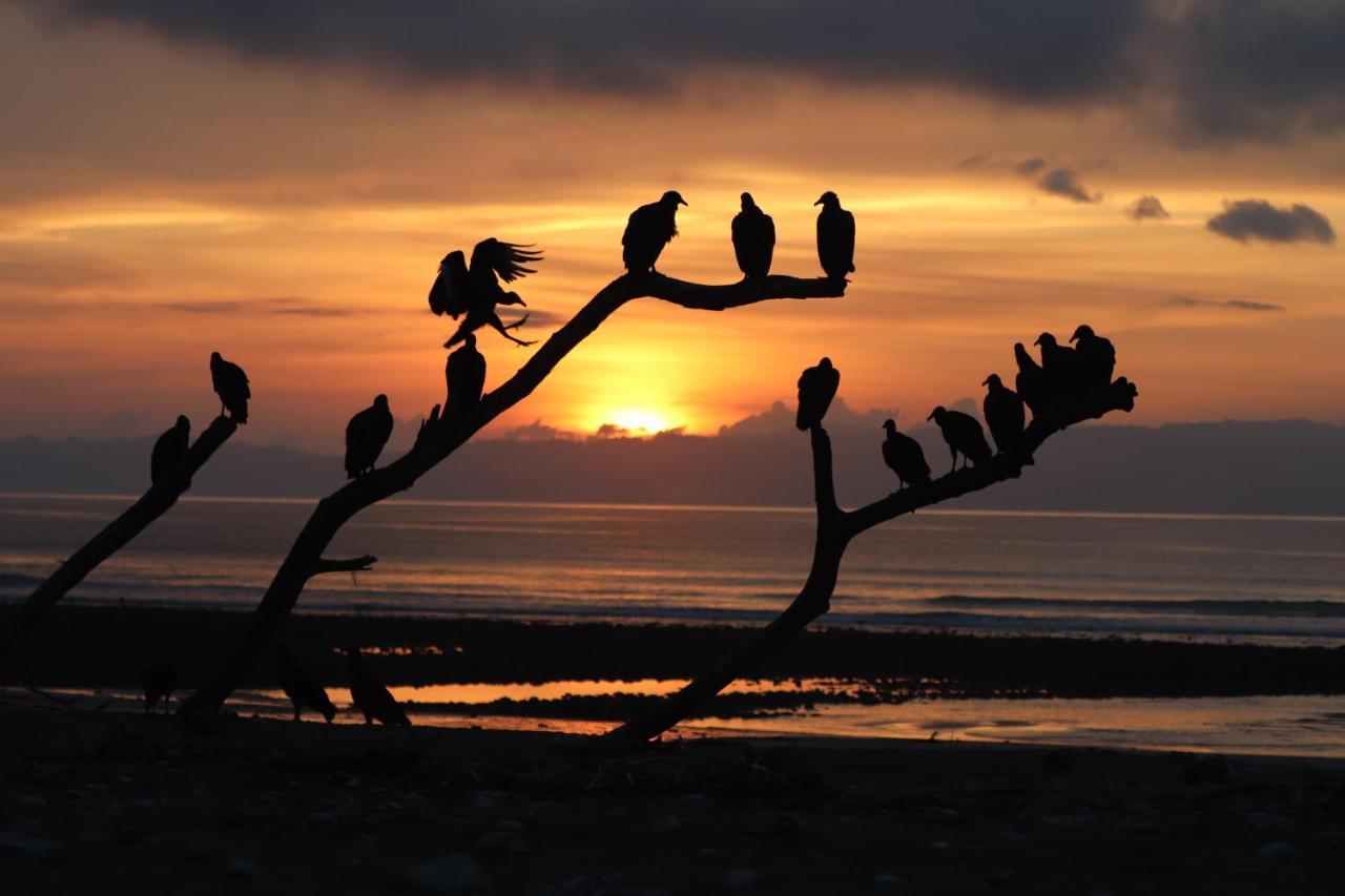 Four Monkeys Eco Lodge Jungle & Beach - The House Cabo Matapalo المظهر الخارجي الصورة