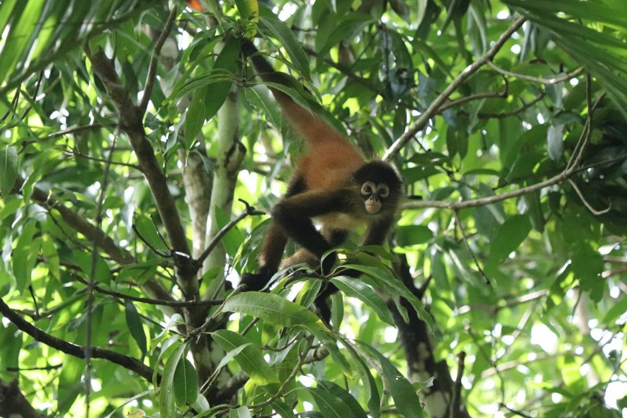 Four Monkeys Eco Lodge Jungle & Beach - The House Cabo Matapalo المظهر الخارجي الصورة