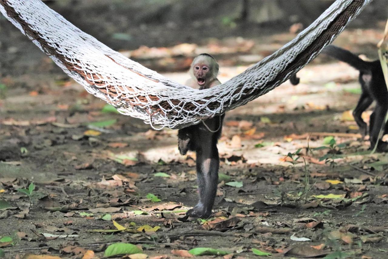 Four Monkeys Eco Lodge Jungle & Beach - The House Cabo Matapalo المظهر الخارجي الصورة