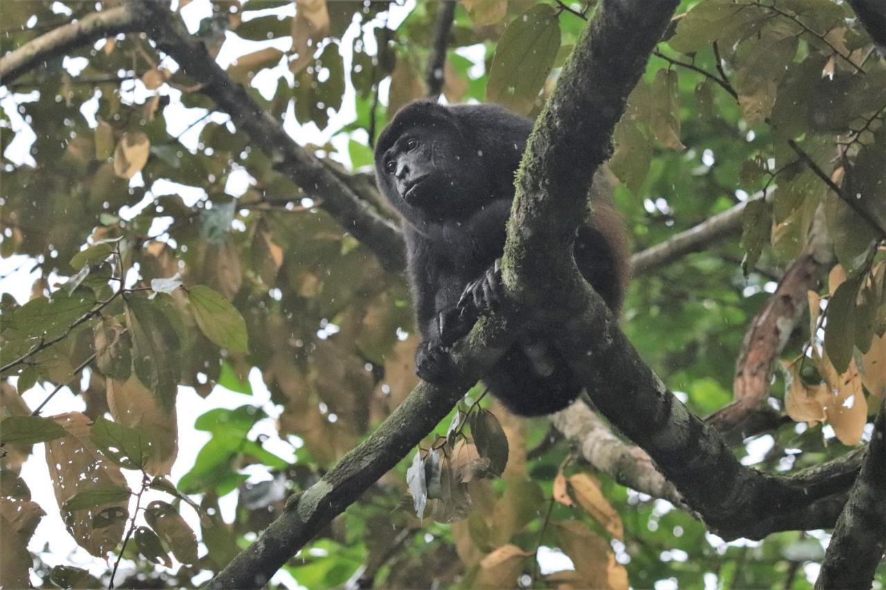 Four Monkeys Eco Lodge Jungle & Beach - The House Cabo Matapalo المظهر الخارجي الصورة