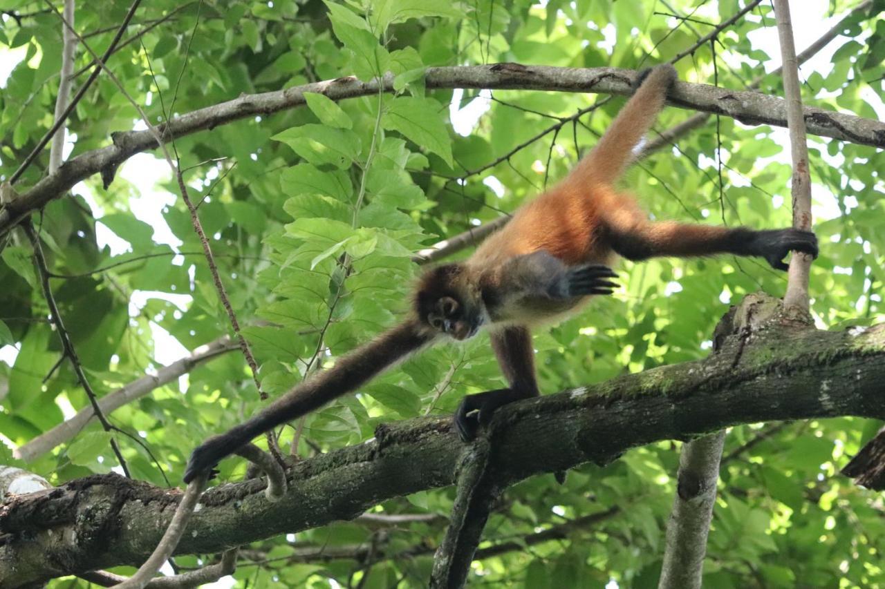 Four Monkeys Eco Lodge Jungle & Beach - The House Cabo Matapalo المظهر الخارجي الصورة