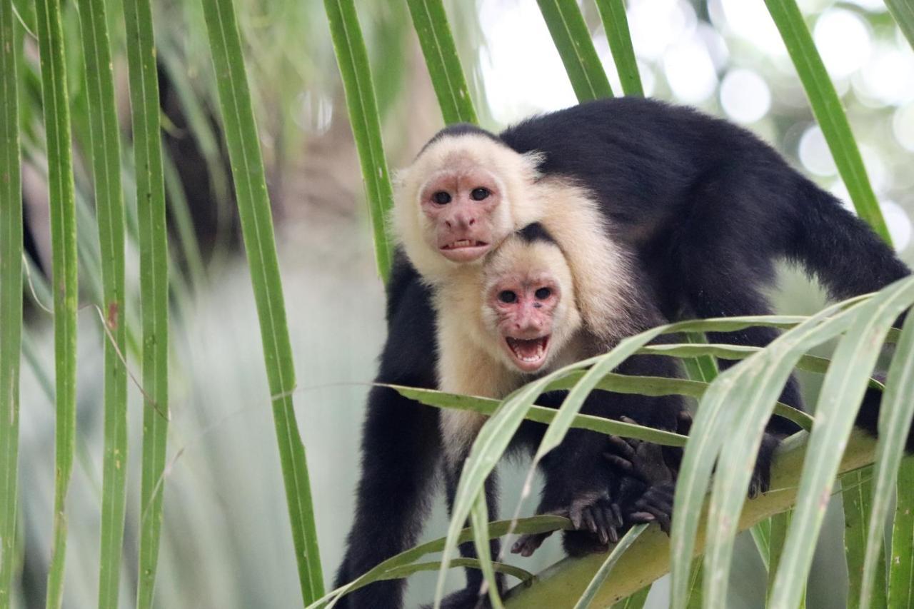 Four Monkeys Eco Lodge Jungle & Beach - The House Cabo Matapalo المظهر الخارجي الصورة