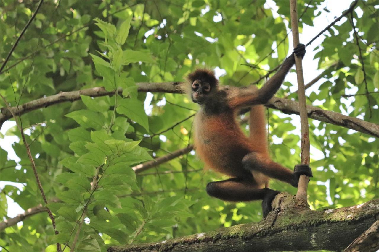 Four Monkeys Eco Lodge Jungle & Beach - The House Cabo Matapalo المظهر الخارجي الصورة