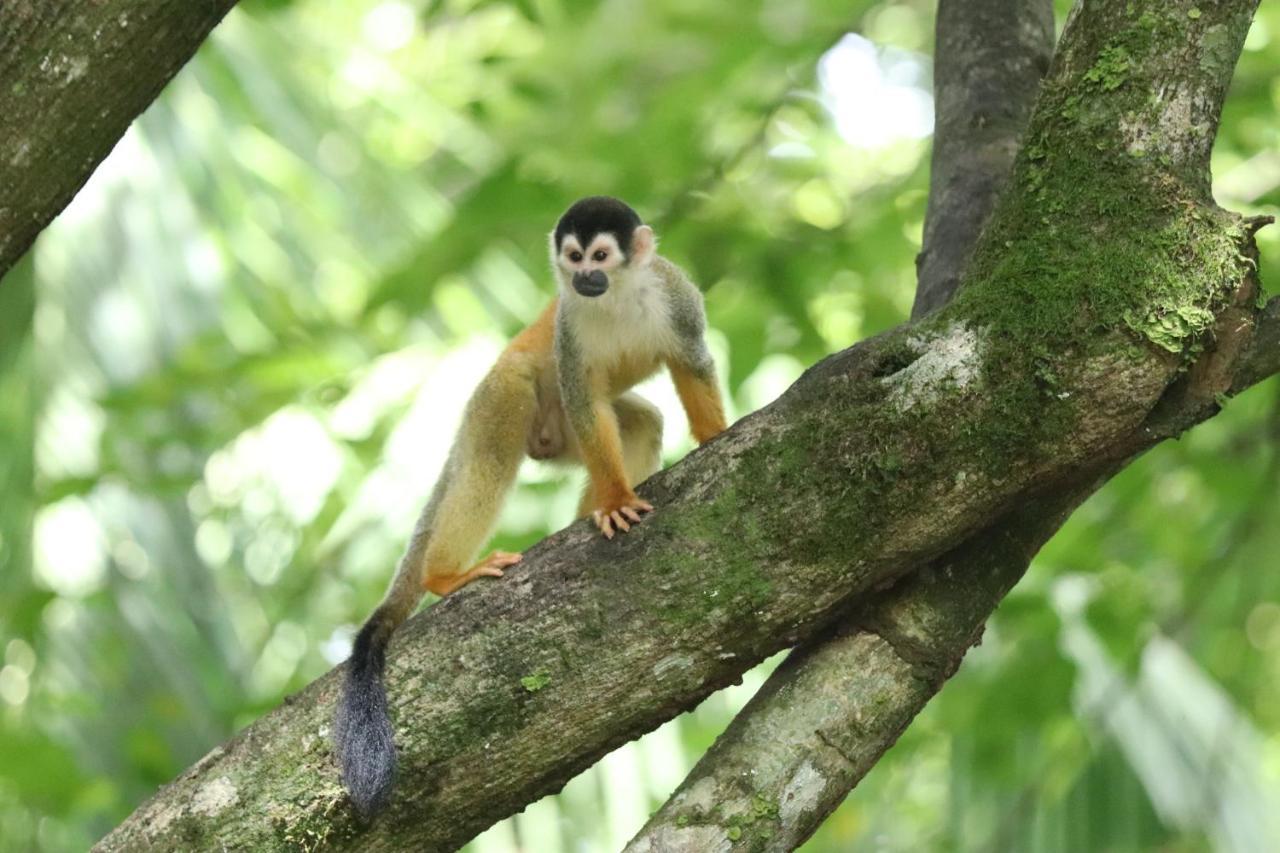 Four Monkeys Eco Lodge Jungle & Beach - The House Cabo Matapalo المظهر الخارجي الصورة