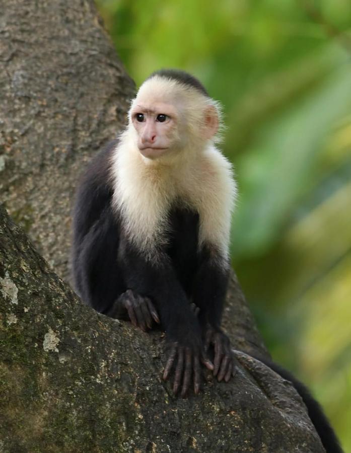 Four Monkeys Eco Lodge Jungle & Beach - The House Cabo Matapalo المظهر الخارجي الصورة